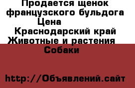 Продается щенок французского бульдога › Цена ­ 25 000 - Краснодарский край Животные и растения » Собаки   
